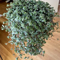 Pilea Silver Sparkle Plant in Hanging Pot / Pet-Friendly / Free Delivery Available