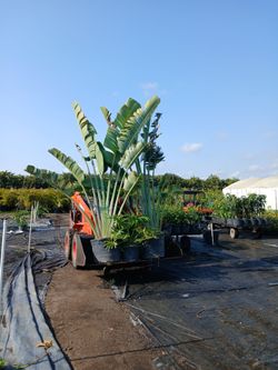 traveler palm