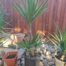 Yucca Plants Various Sizes