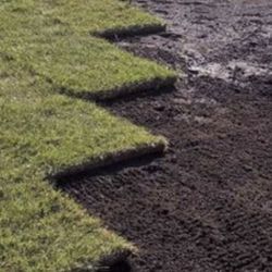 Fresh Sod 