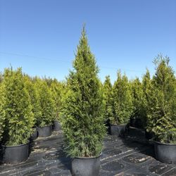 6 Gallon Emerald Green Arborvitae 