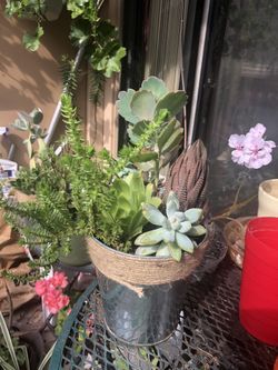 Variety of 5 different succulents (one of those is blooming)