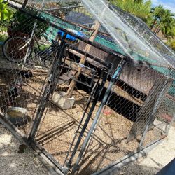 Chicken Cage