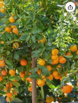 Calamondin Orange Tree 🍊 cây tắc chua trái tròn