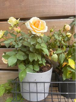 Potted roses