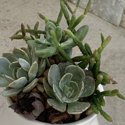 Succulents Arrangements... 