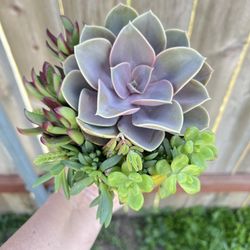 Succulent Arrangement - Purple Green And Yellow!