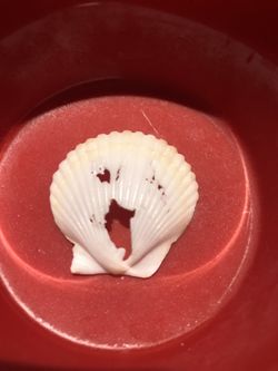 Jesus In A Seashell
