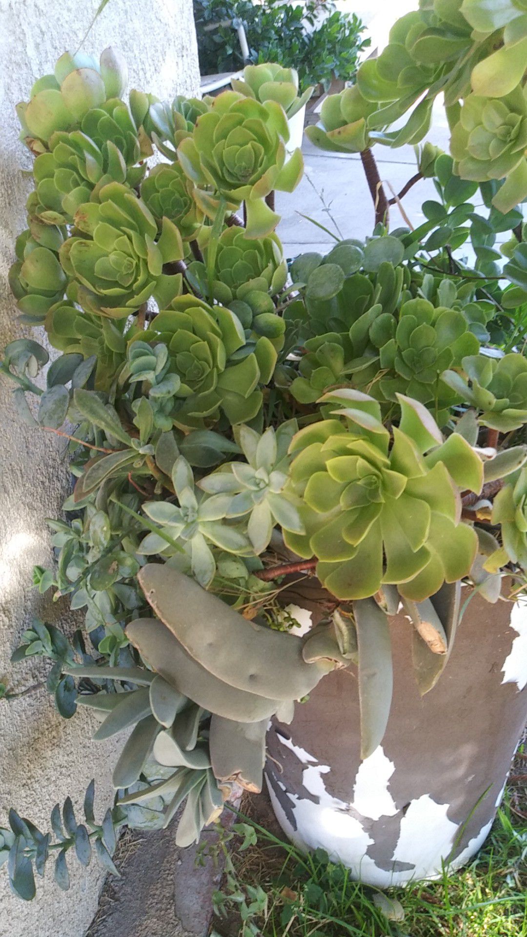 Succulent plants/ succulentos baratos