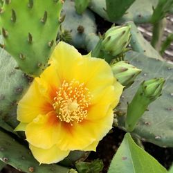 Blooming Cactus Plant