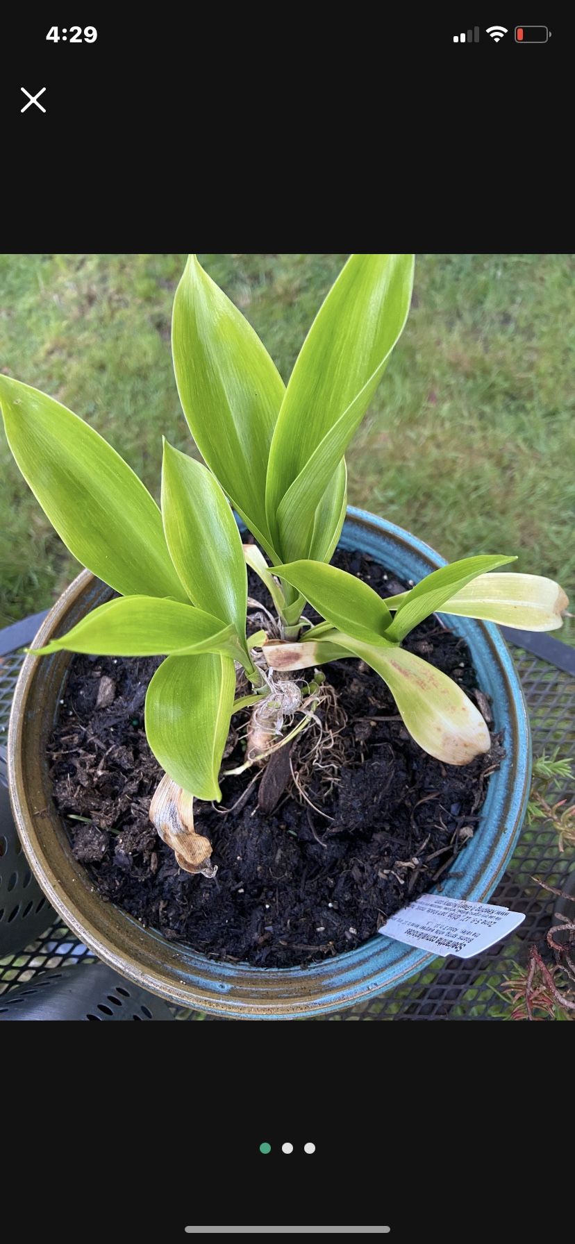 Speirantha convallarioides Plants In Glazed Ceramic Pot With Drainage