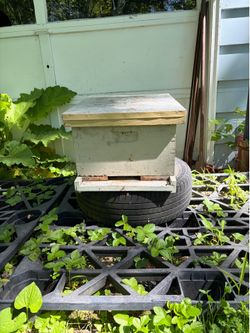Honey bee nucleus