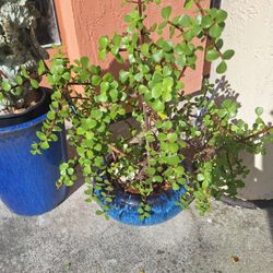 Jade Plant Cuttings.. 3 For $5