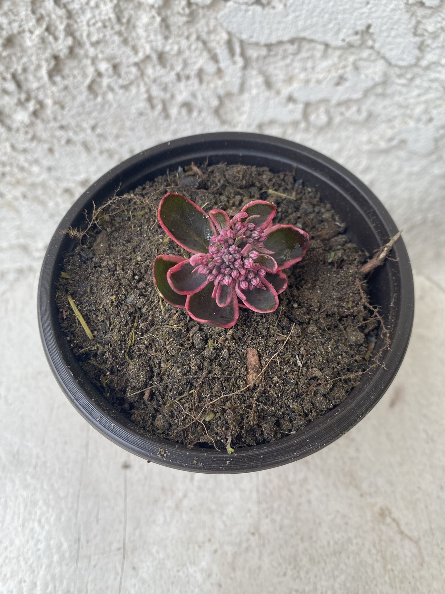 4 Inch Pot Succulent Plant - Rare Sedum Sunny - Dream Dazzler - Rooted & Stablished - Drought Resistant 🪴