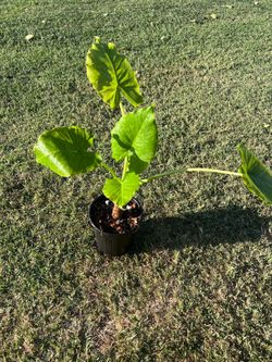 Alocasia Odora