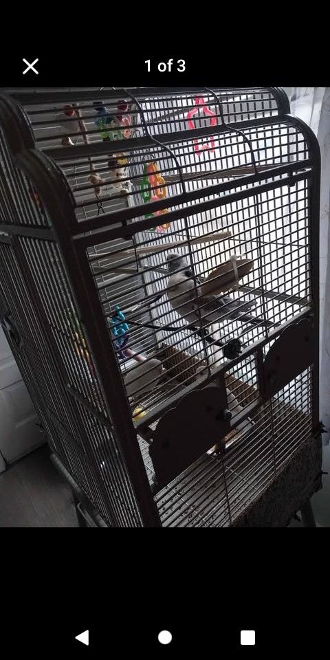 Cage With One Cockatiel Bird And Two Bungee Bird