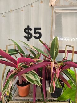 Calathea triostar