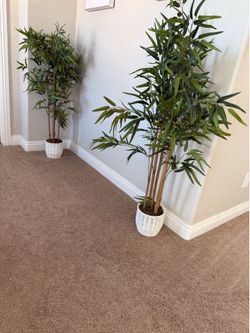2 plants