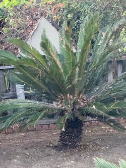 Sago Palm Trees - Free