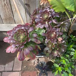 Succulents - Take All! 