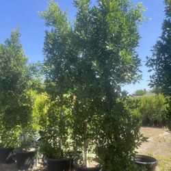 25 Gal Ficus Indian Laurel