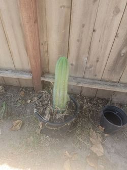 Thick san pedro catcus
