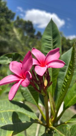 plumeria lists tips mide 6 pies y tiene 4 ramas