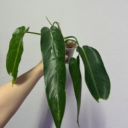 philodendron spiritual sancti Plant