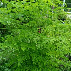 Moringa Plant Price &15.00 Tall 2' Maybe Taller 