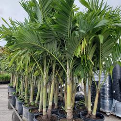 Beautiful Christmas Palms About 6 Feet Tall!!! Fertilized 