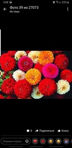 Park's Picks Zinnia annually