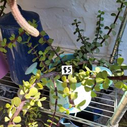 Small light blue water pitcher with succulents