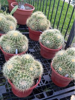 Golden Barrel Cactus - 3 Gal pot , Price dropped !