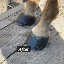 Farrier Herrador Caballos 