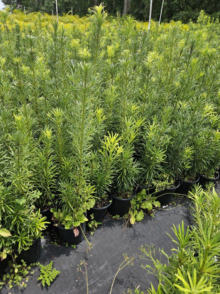 Podocarpus  Planted Minimum Order qty 50 