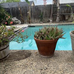 Potted Flowering Aloe Plant