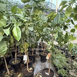 ORO Blanco Grapefruit Trees 5F The Tall $60 Each Price Firm 