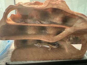 2 Gaekos w/ Tank N including Few Items With It