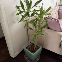 Indoor Houseplant - Dracaena fragrans