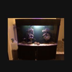 300ish gallon acrylic bowed front fish tank