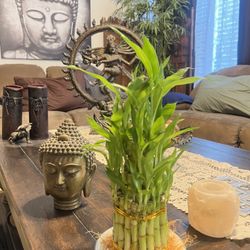 Lucky Bamboo Plant