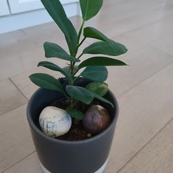 Two house plants.  Easy care $25 each