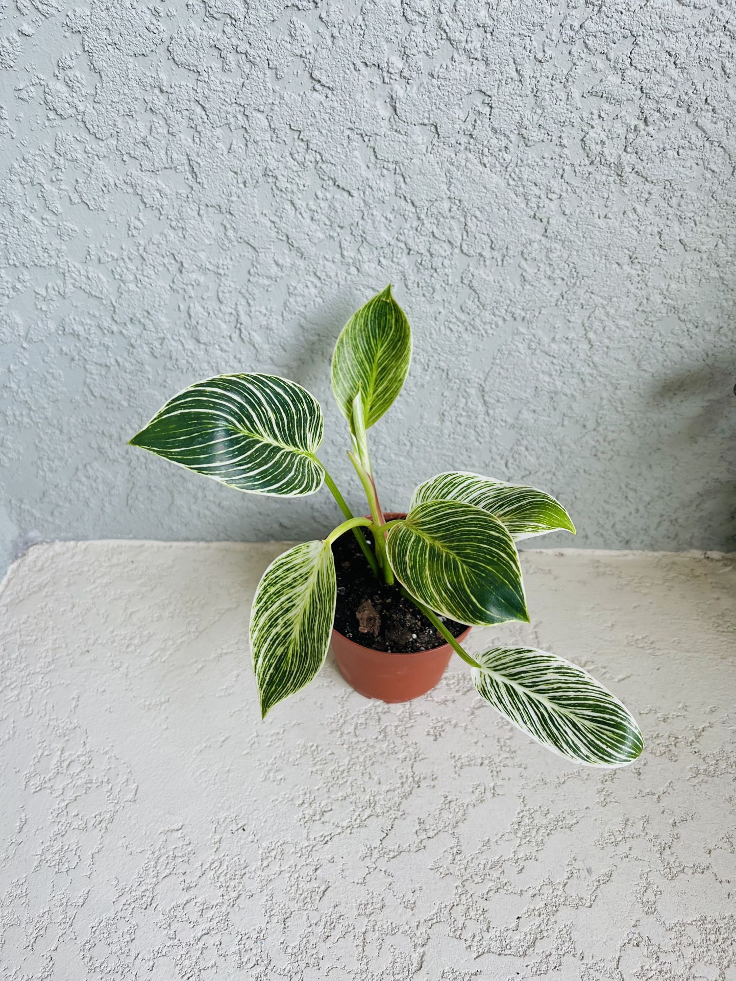 Philodendron   Birkin  Plant