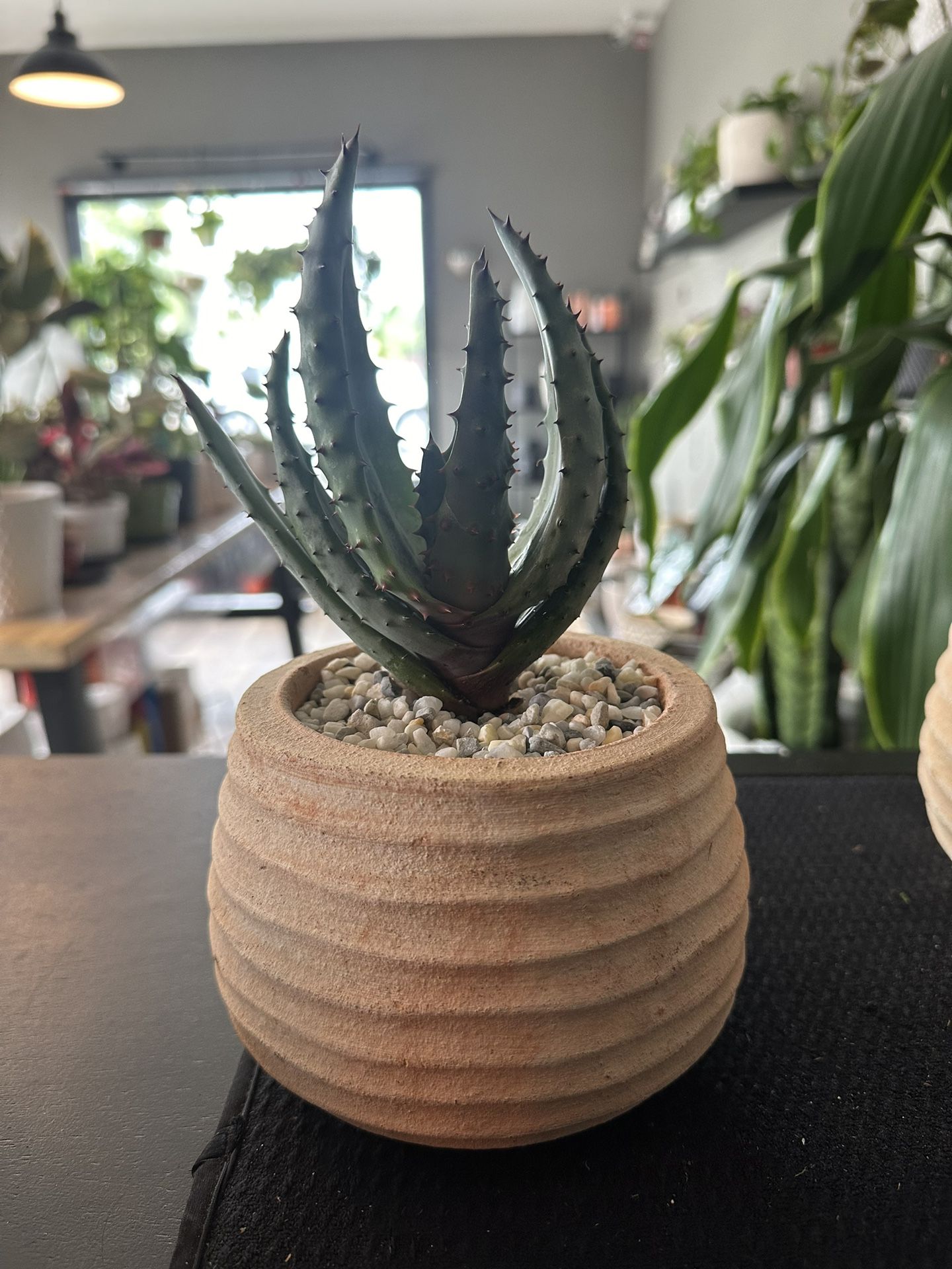 Aloe Succulent 4.5” Pot