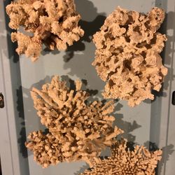 Corals 