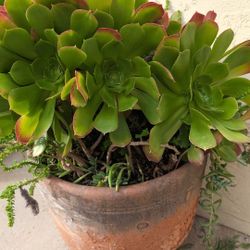 Succulents With Pots 