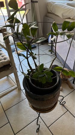 Plant with stand