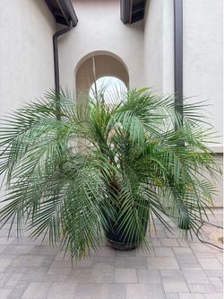 Huge palm tree in a self watering pot