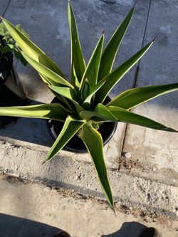 Variegated Century Plant