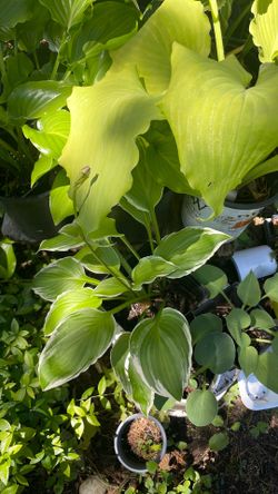 Hosta